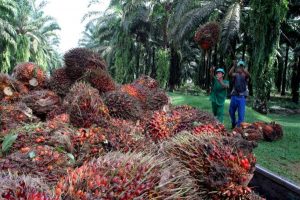 palmoil